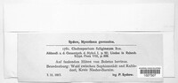 Image of Cladosporium fuligineum